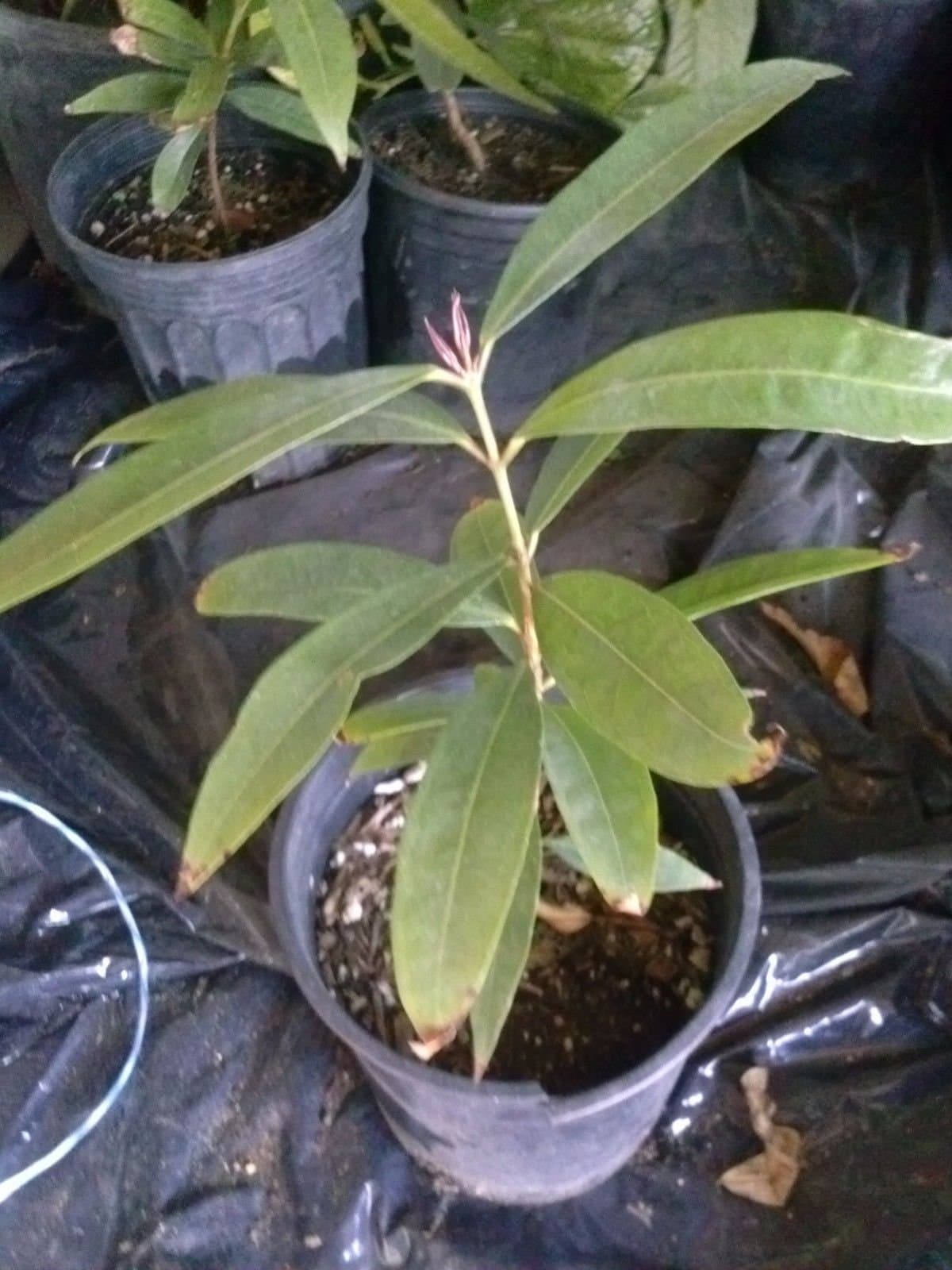 Rose Apple Tropical Fruit Tree - 1 Feet Tall - Ship in 1 Gal Pot