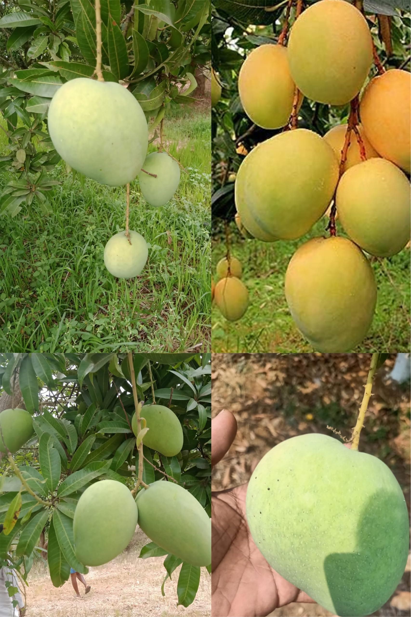 Greenery Nursery Alphonso Mango Plant Grafted || Alphonso (Hapoos) From Ratnagiri || Aam Fruit Live Plants & Tree (hight 1.5 to 2FT)