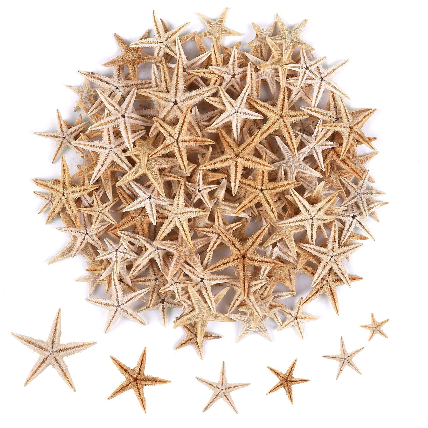 100 Pcs Small Starfish Star Sea Shell Beach for Craft 0.4"-1"