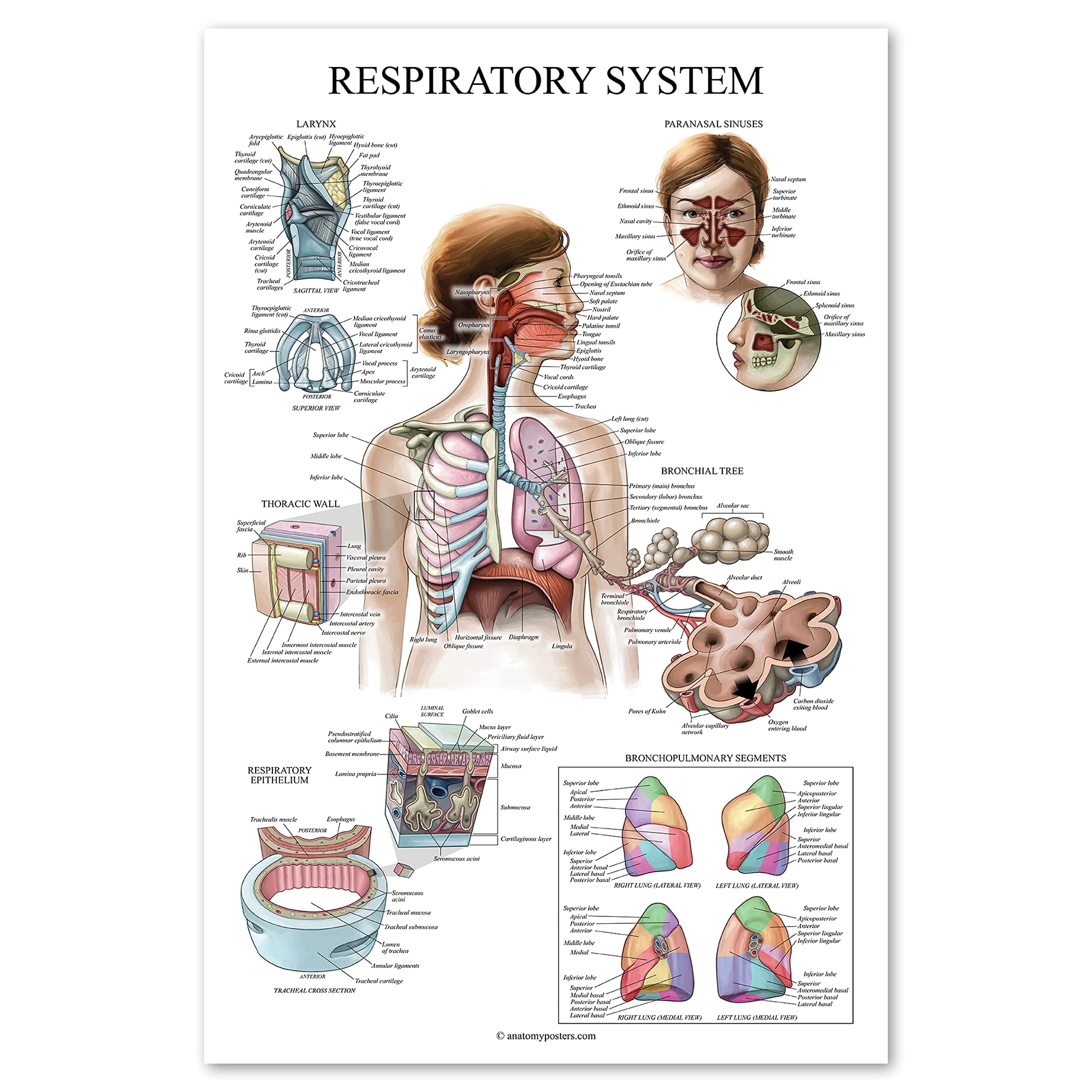 Palace Learning Laminated Respiratory System Anatomical Chart - Lung Anatomy Poster - 18" x 24"