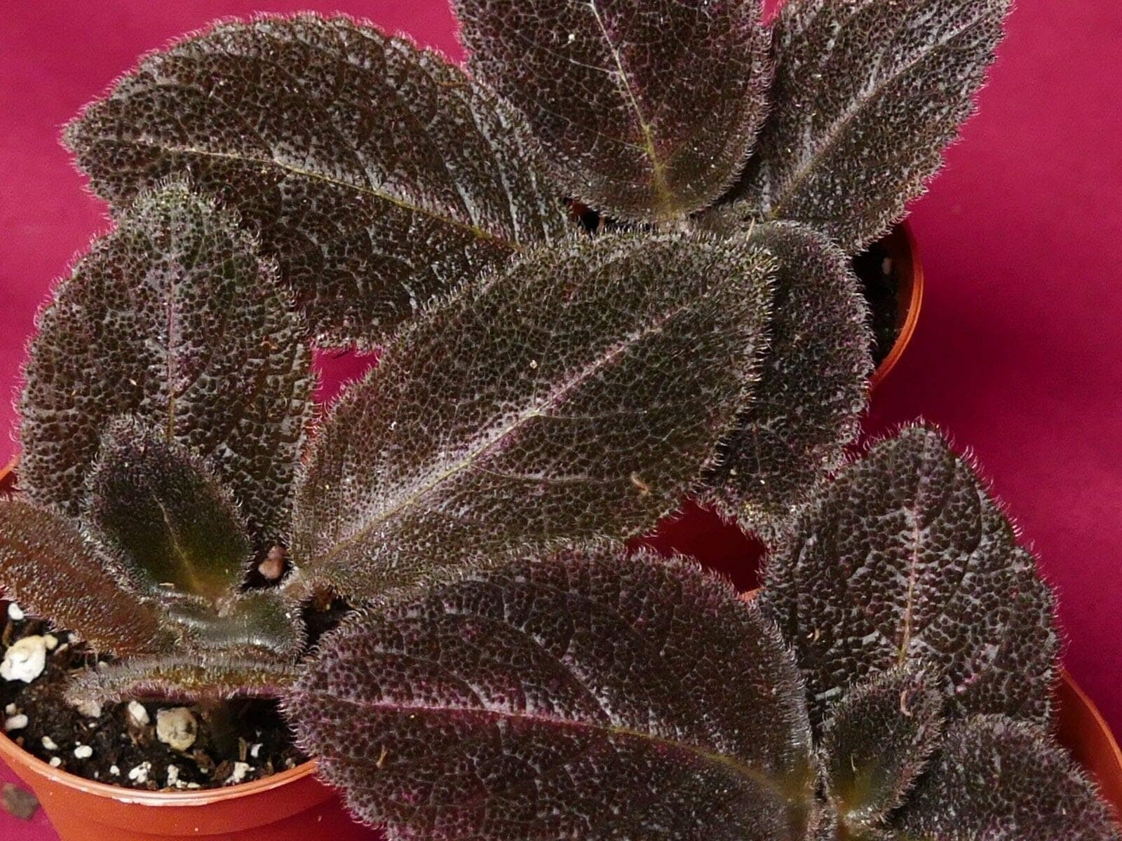 Seeds Package: Episcia Chocolate Ve 2" Seed Gesneriad Terrarium Flame Violet