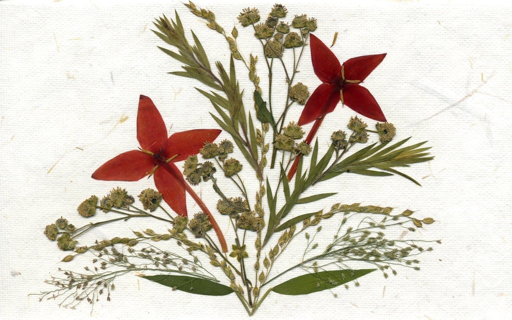 Blank Greeting Card Assortment, Real Flower Note Cards Pack of 6 Cards and Envelopes - Birthday, Holiday Gift, Recycled Handmade Paper - Handmade Cards