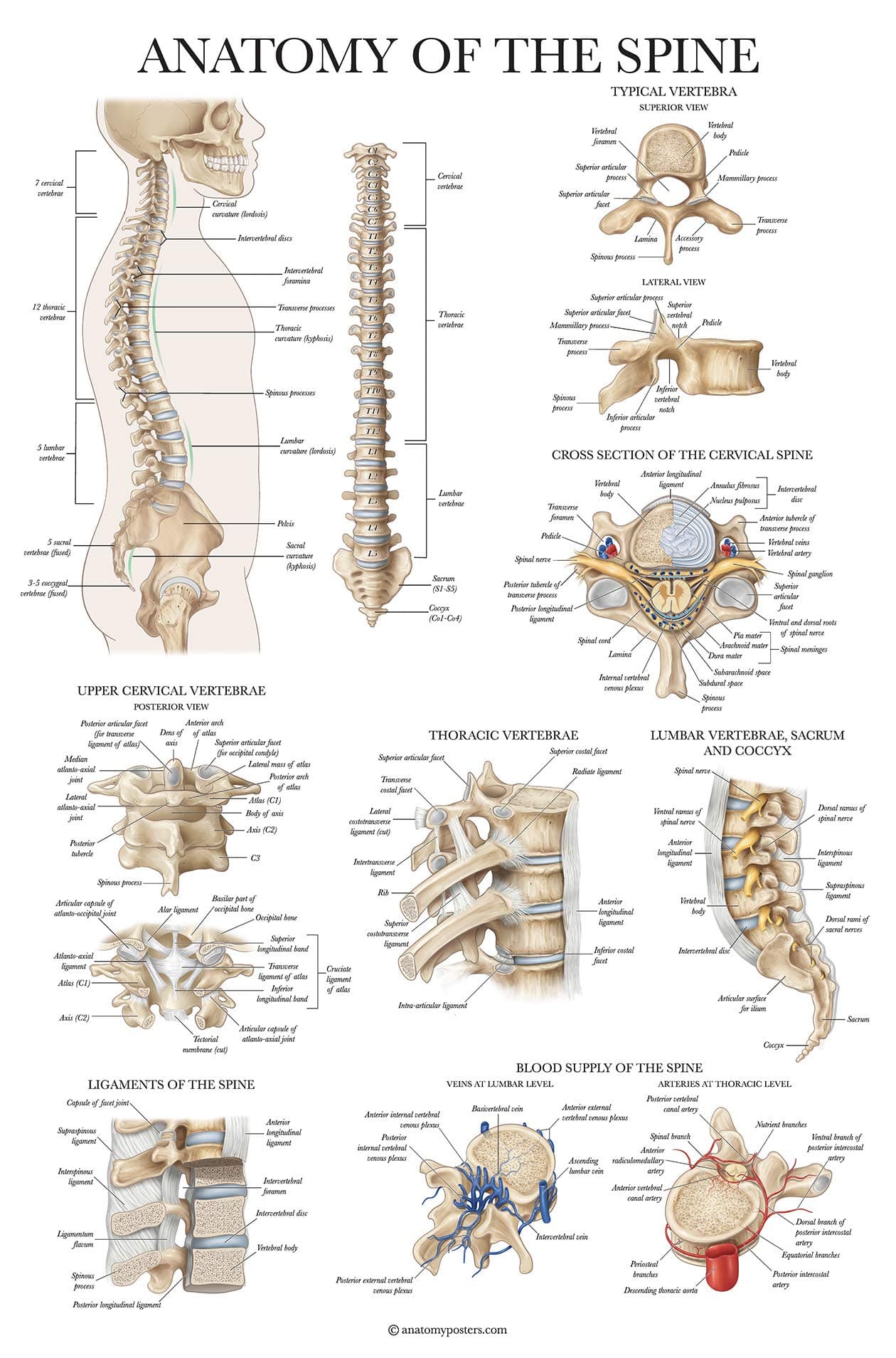 4 Pack - Anatomical Poster Set - Laminated - Muscular, Skeletal, Ligaments of the Joints, Anatomy of the Spine - Anatomy Chart Set (LAMINATED, 18� x 24�)