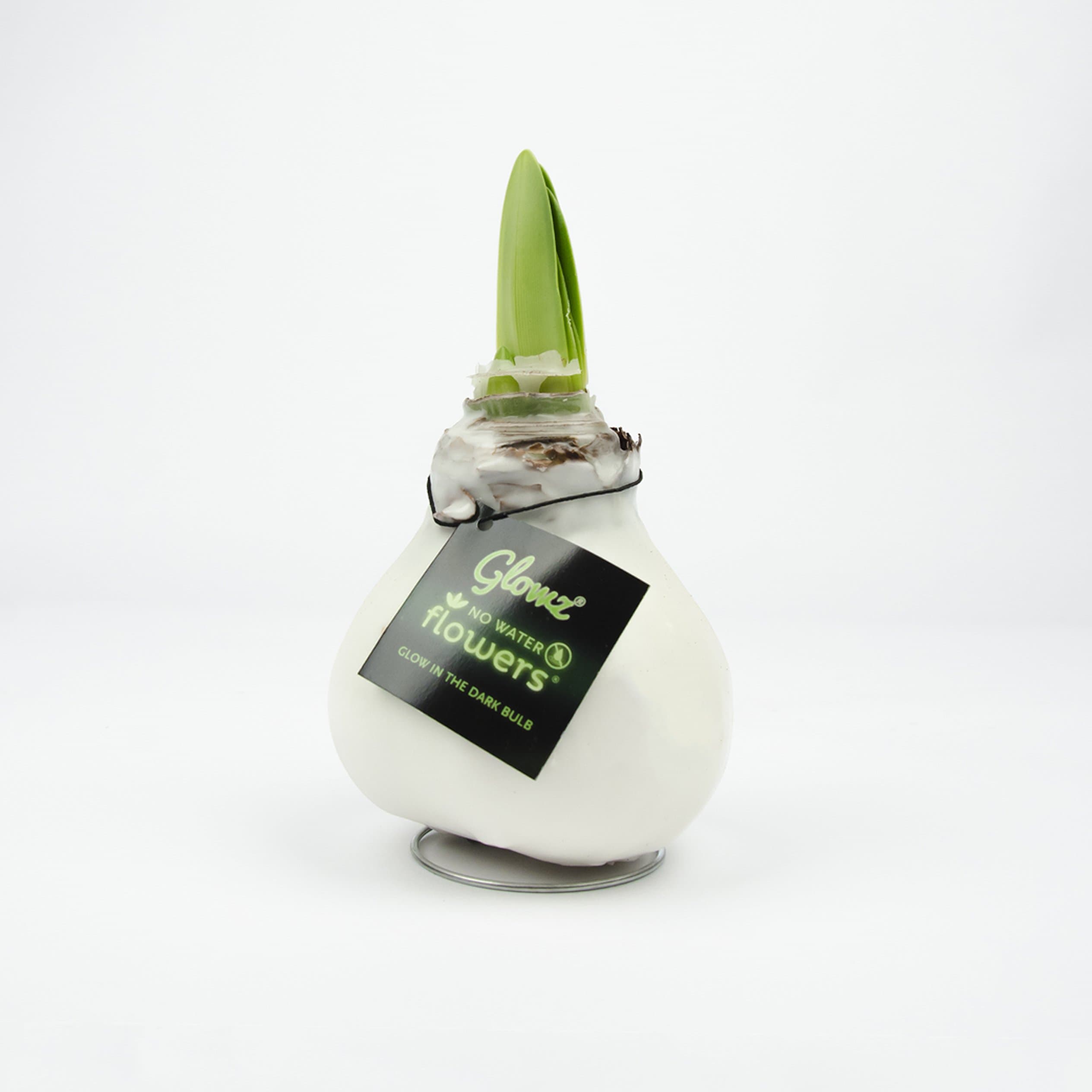 Inter Flower - 1 Amaryllis waxed white(Glow) in Gift packaging, Room plants ,Onions