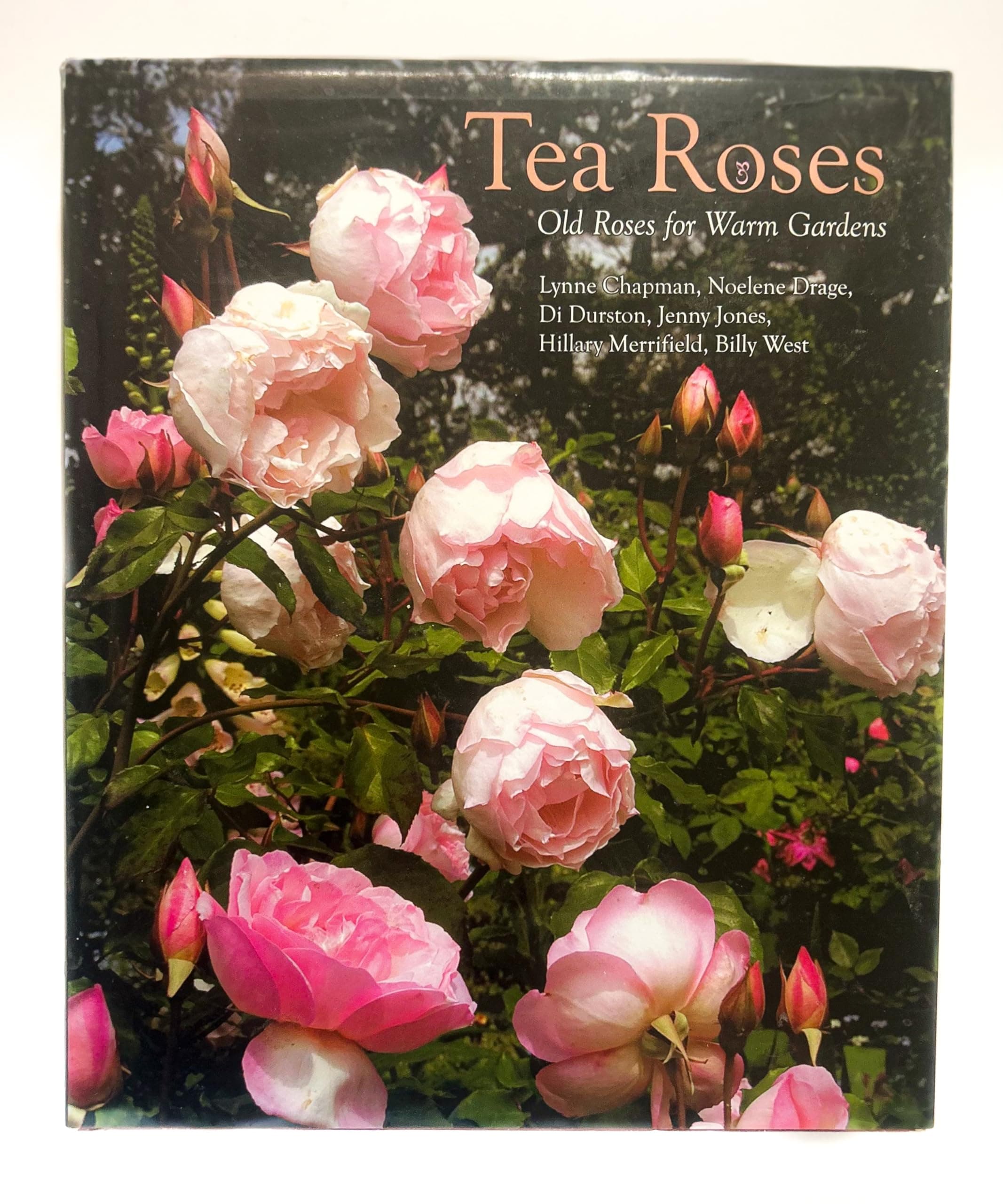 Tea Roses: Old Roses for Warm Gardens