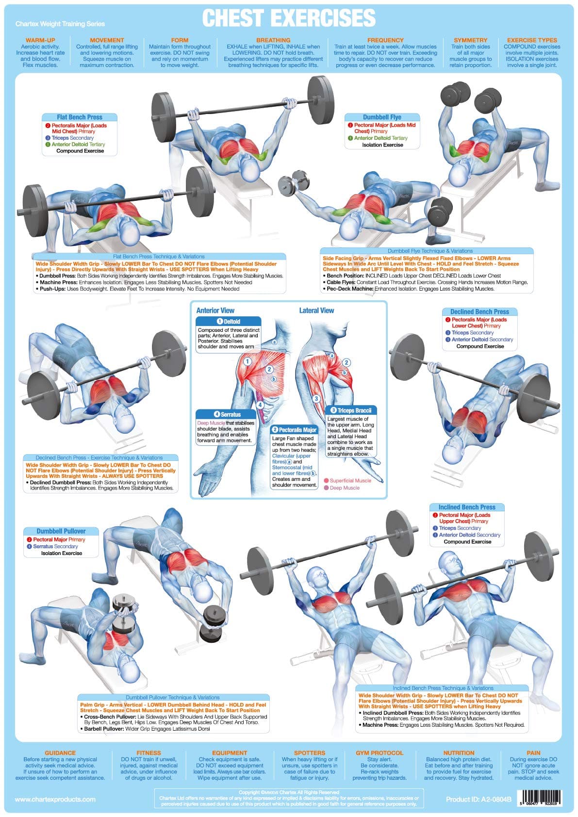 Bodybuilding, Weight Training Exercise Chart Series (A1 Laminated, Chest Muscles Exercise Chart)