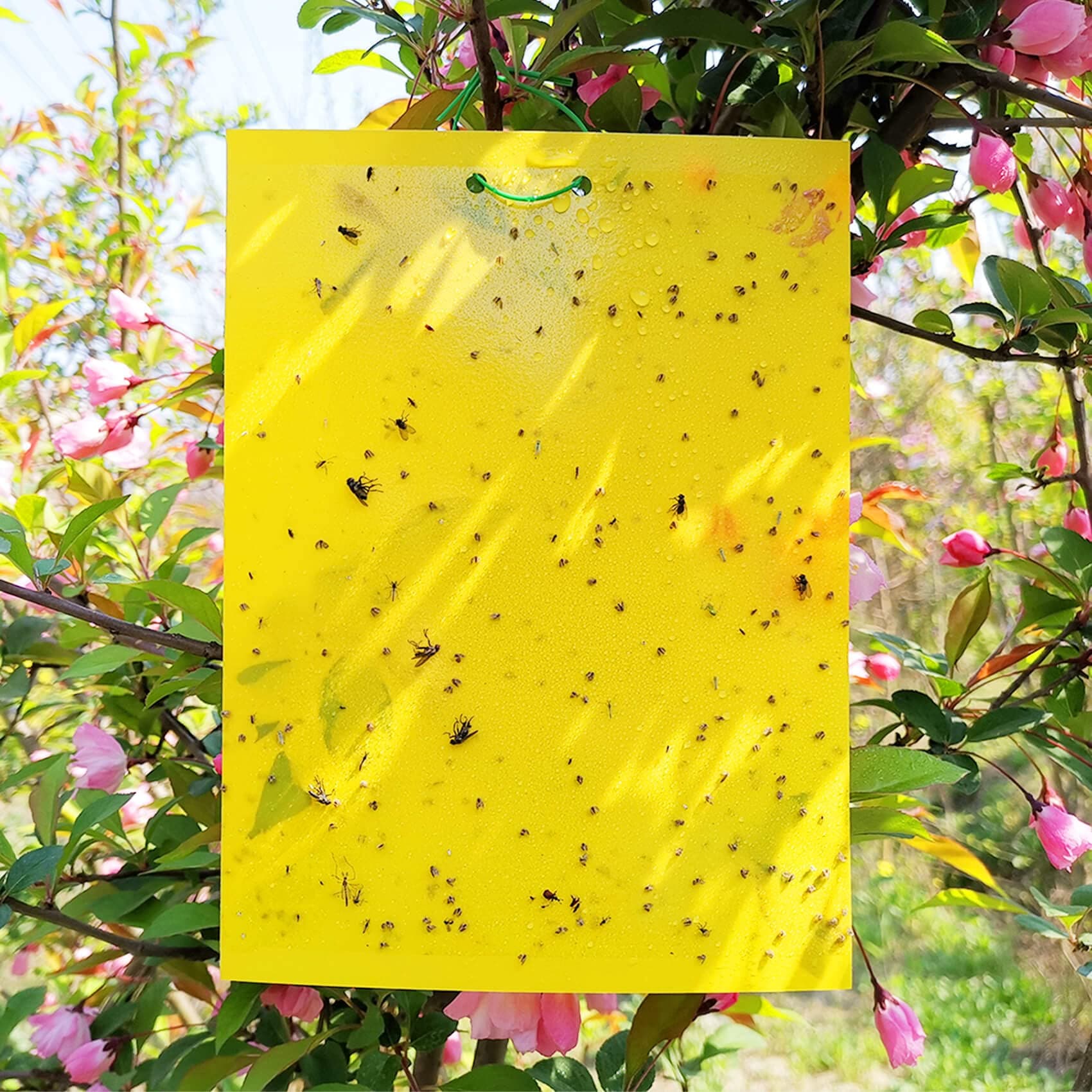 50 Sheets Yellow Sticky Traps, Fruit Fly Traps, for Indoor and Outdoor, Include Twist Ties and Plastic Holders