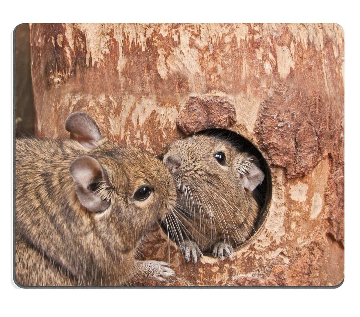 Smoomfly Mouse Pad Natural Rubber Mousepad IMAGE ID: 27836518 pair of degus in love kiss living in a hollow in a tree trunk