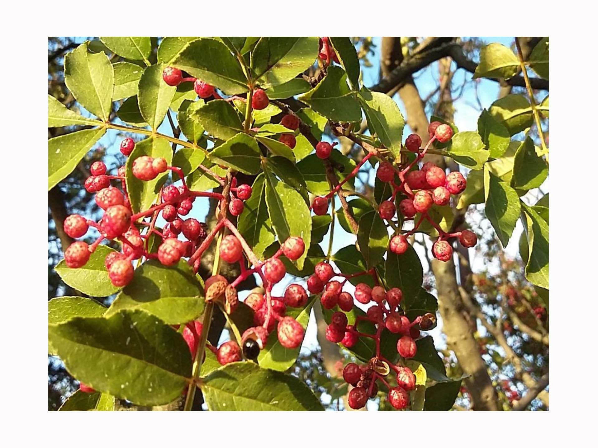 Chinese Pepper Tree, Zanthoxylum simulans, Hardy, deciduous Ornamental Shrub, Rarely Offered, Great for UK Climate, 5-10cm Tall Starter Plant in a 7cm Pot