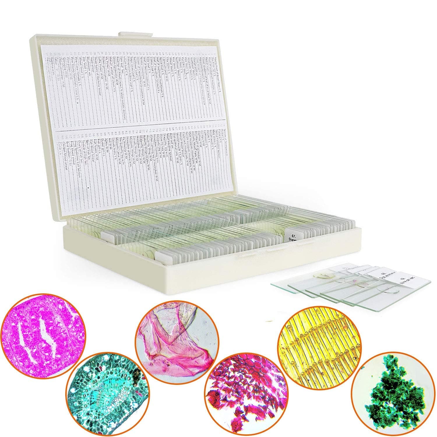 MAXLAPTER 100 Pcs Microscope Slides Prepared for Kids Students Biology Specimen Lab Sample with Insects Plants Science Learning Home School