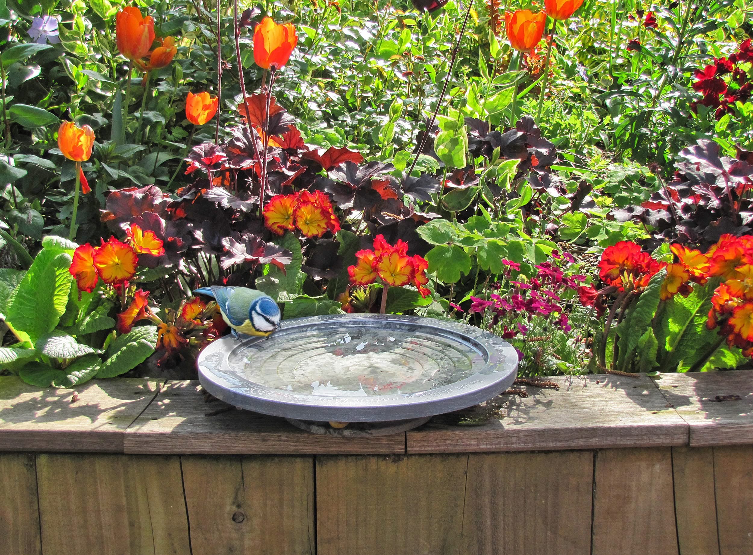 Wildlife World Aristotle Oasis Small Bird Bath & Drinker