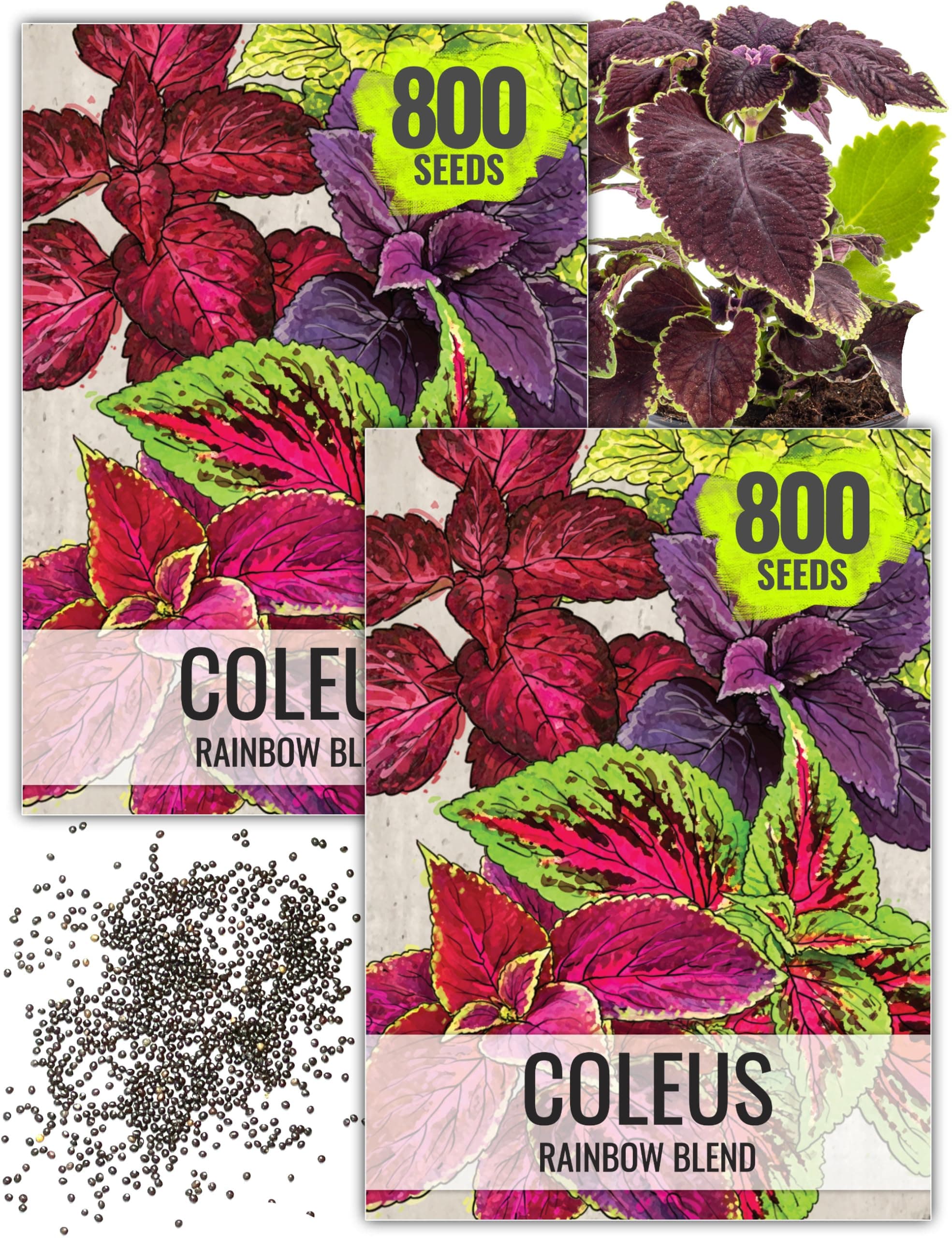 Seed Needs Coleus Seeds for Planting Rainbow Painted Nettle - Heirloom & Open Pollinated Mixed Flower Seed to Grow an Outdoor Butterfly Garden to Attract Pollinators (2 Packs)
