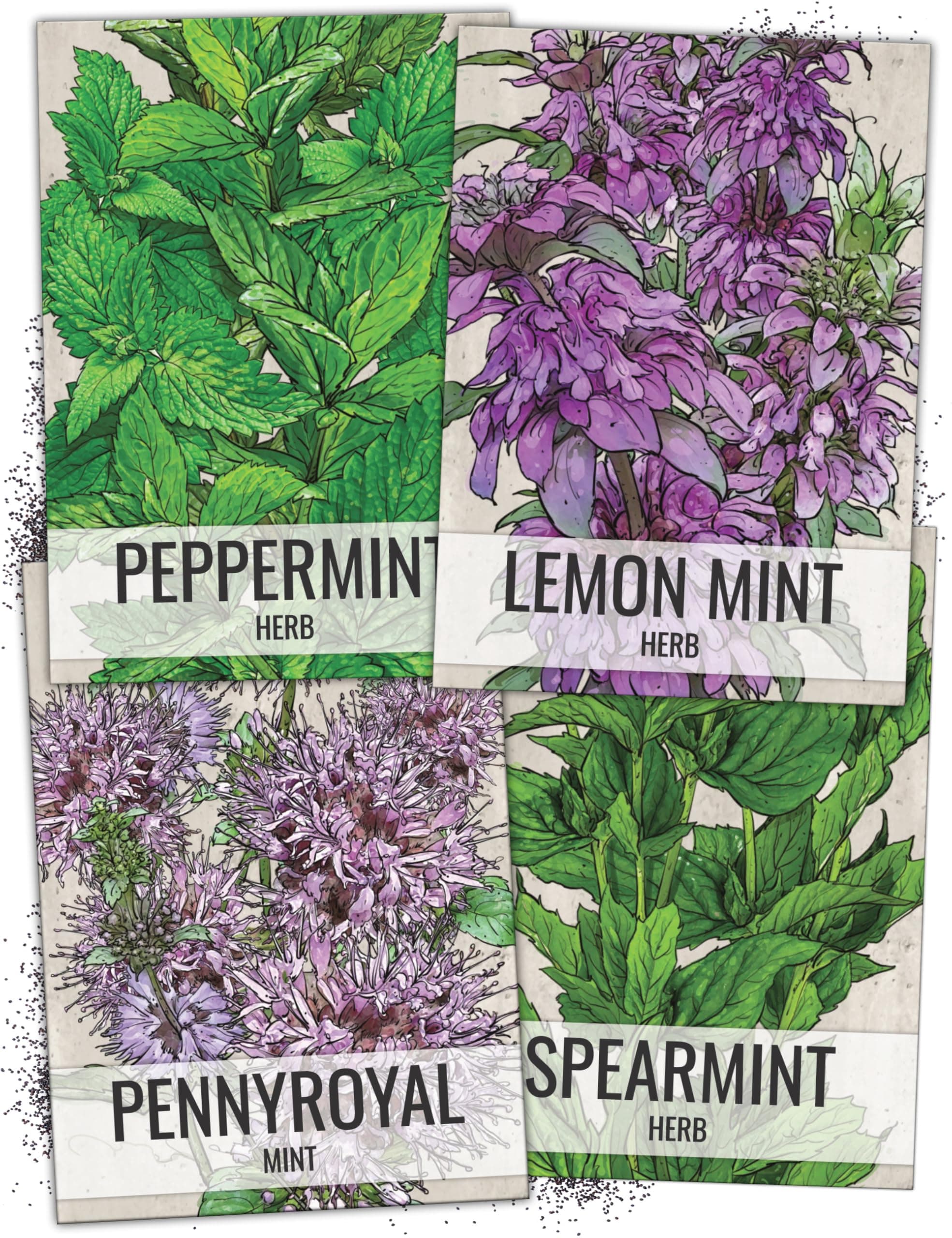 Seed Needs Mint Seeds for Planting Spearmint, Peppermint, Lemon Mint & Pennyroyal - Non-GMO Heirloom & Untreated Herb Seeds to Plant an Indoor Outdoor Home Grown Garden (Variety Pack of 4)