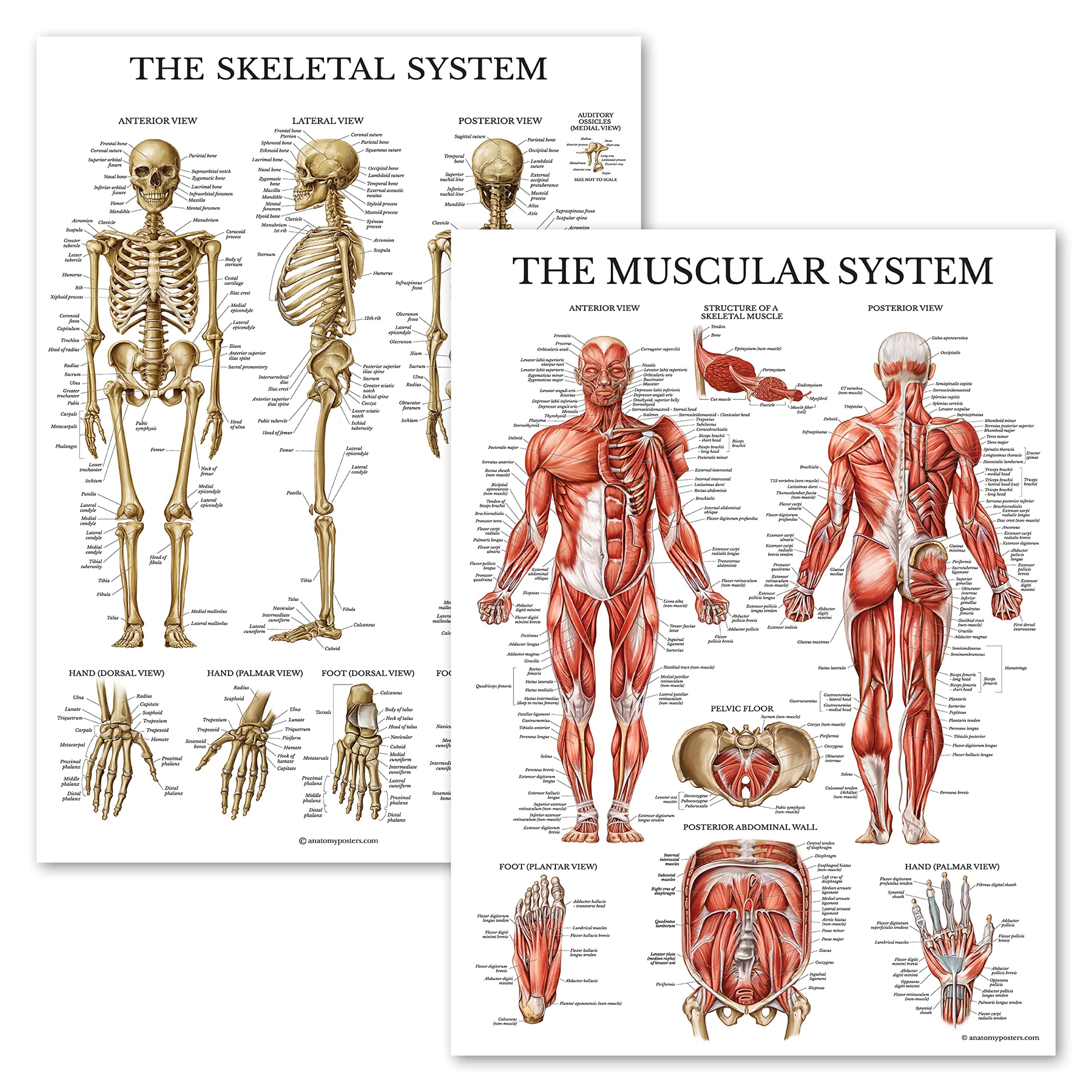 Palace Learning Muscular & Skeletal System Anatomical Poster Set - LAMINATED 2 Chart Set - Human Skeleton & Muscle Anatomy - (18" x 24")
