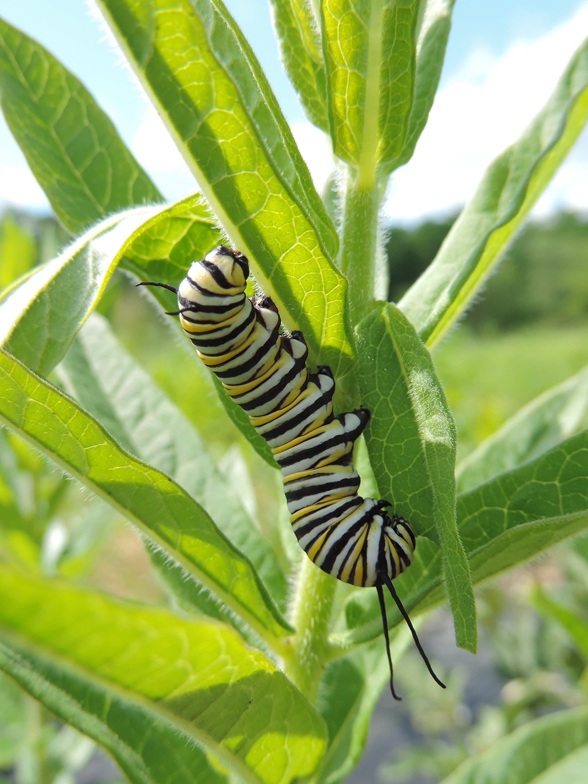 Monarch Milkweed Seed Mix (Mix SS-MM1), Seed Packet, True Native Seed (Southeastern United States)
