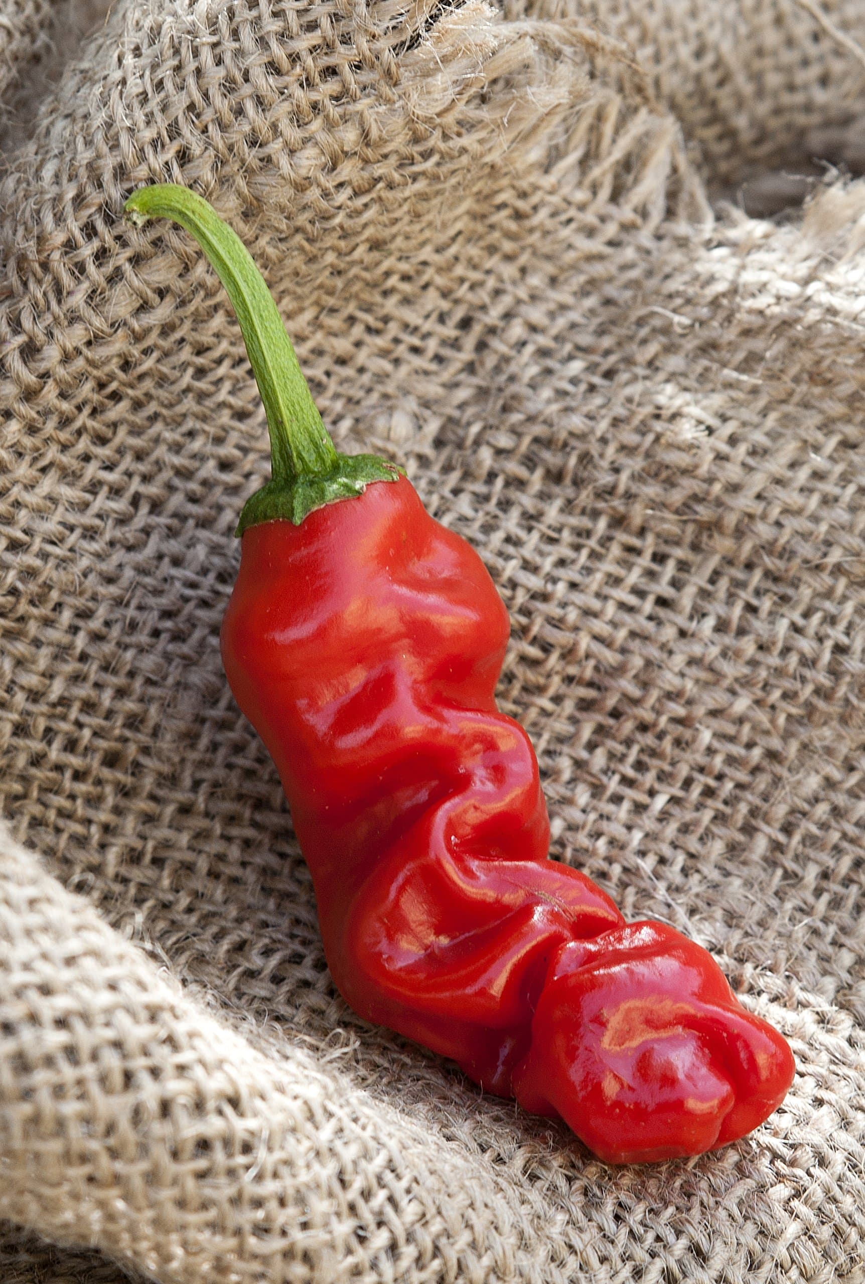 Peter Chili Willy Heirloom Pepper Premium Seed Packet + More