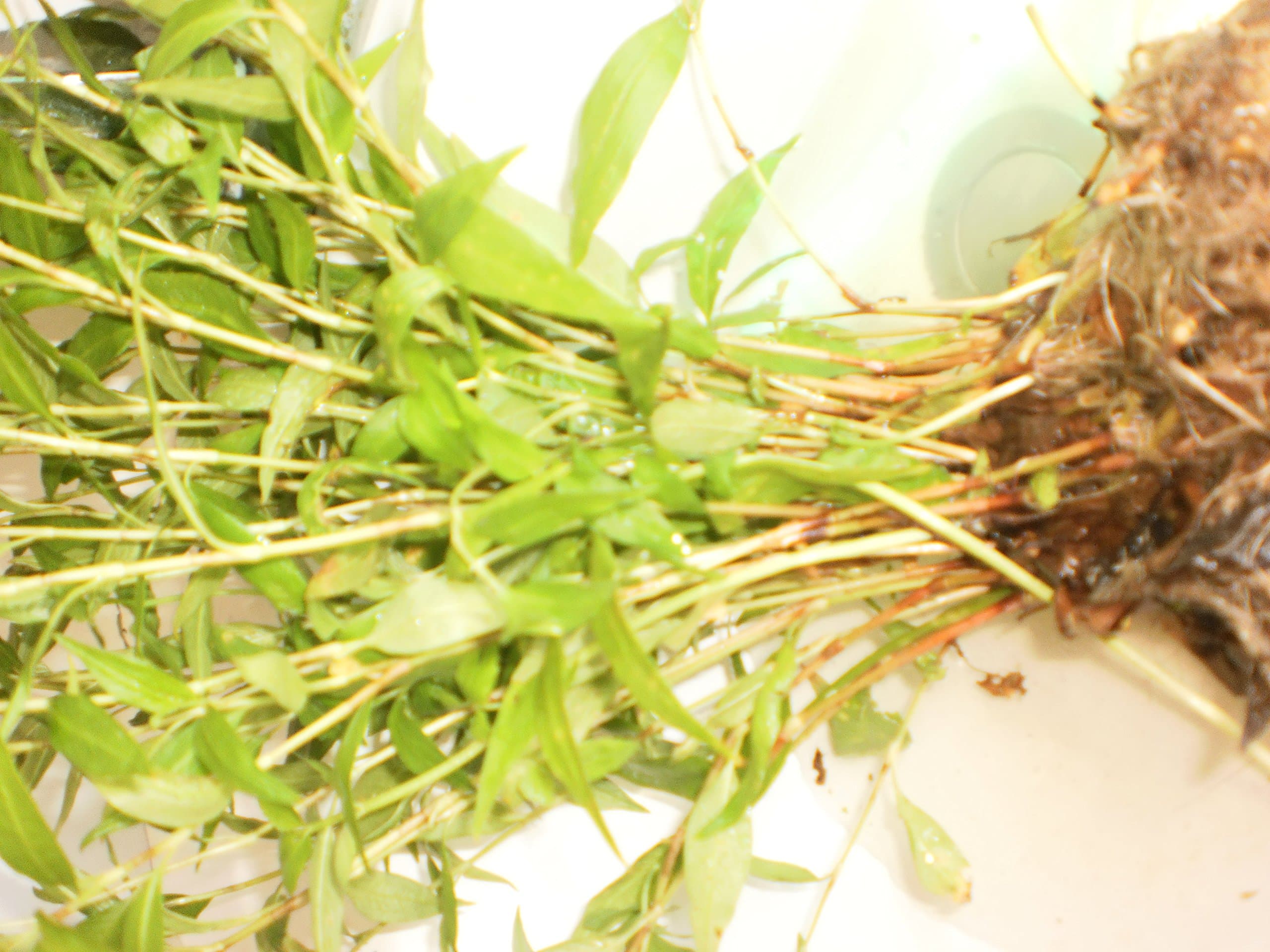 Vietnamese coriander, "Rau Ram" /Egg Mint 12 Rooted Plants Plus Now 18 Free Plus (no Pot and no Soil)