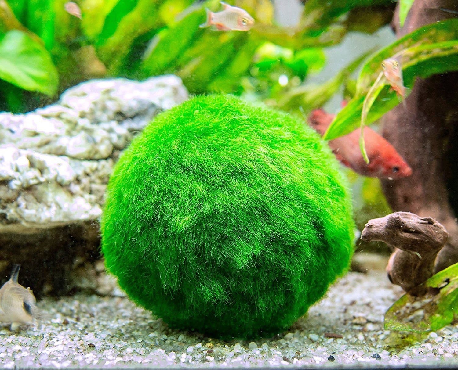 Decorative Marimo Moss Ball 3-4 Cm Betta Ball Aquarium Aquatic Alive Plant Create Healthy Environment