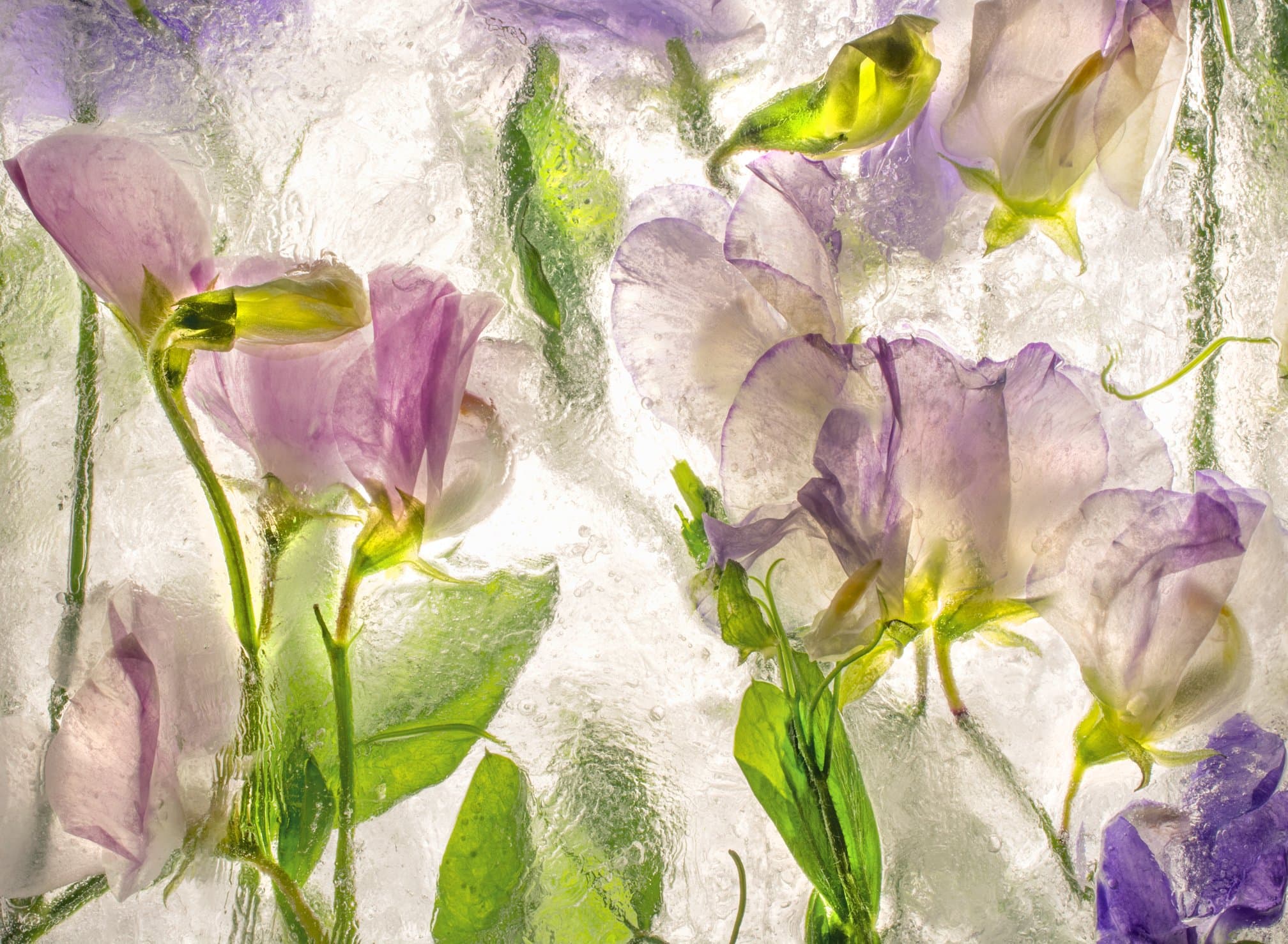 22x30 Ryuijie Color Ice Form - CIF 82