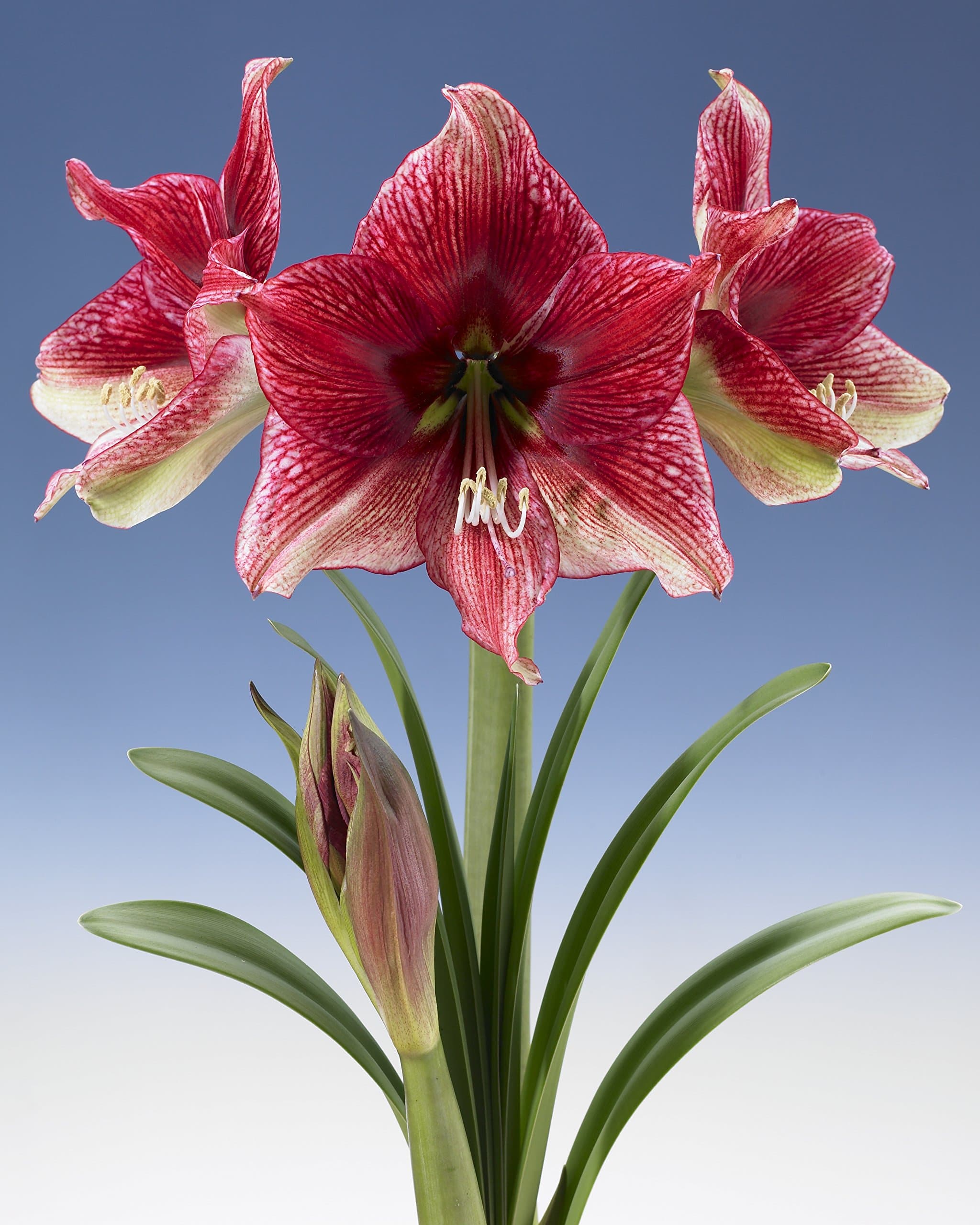 Bloomsz Amaryllis Tosca 26/28cm (1-Pack)