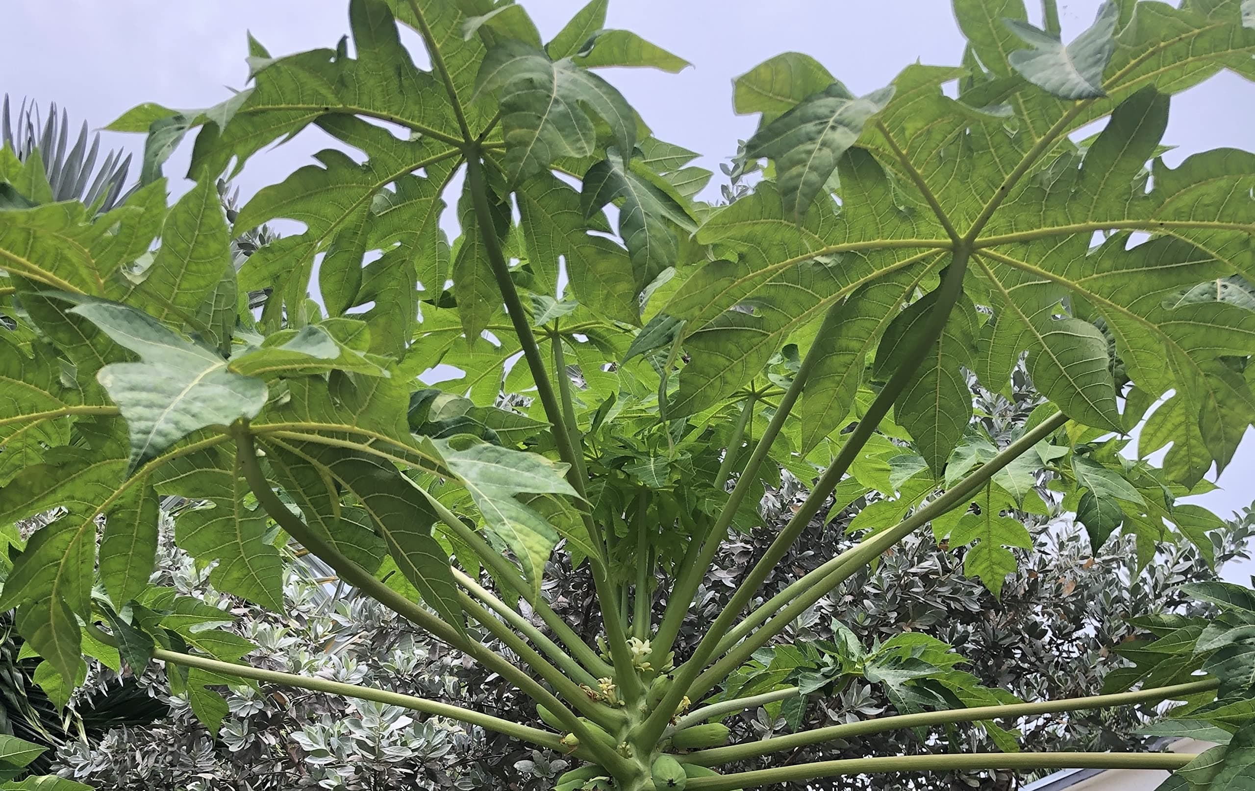 Fresh Papaya Leaves (8 oz.)