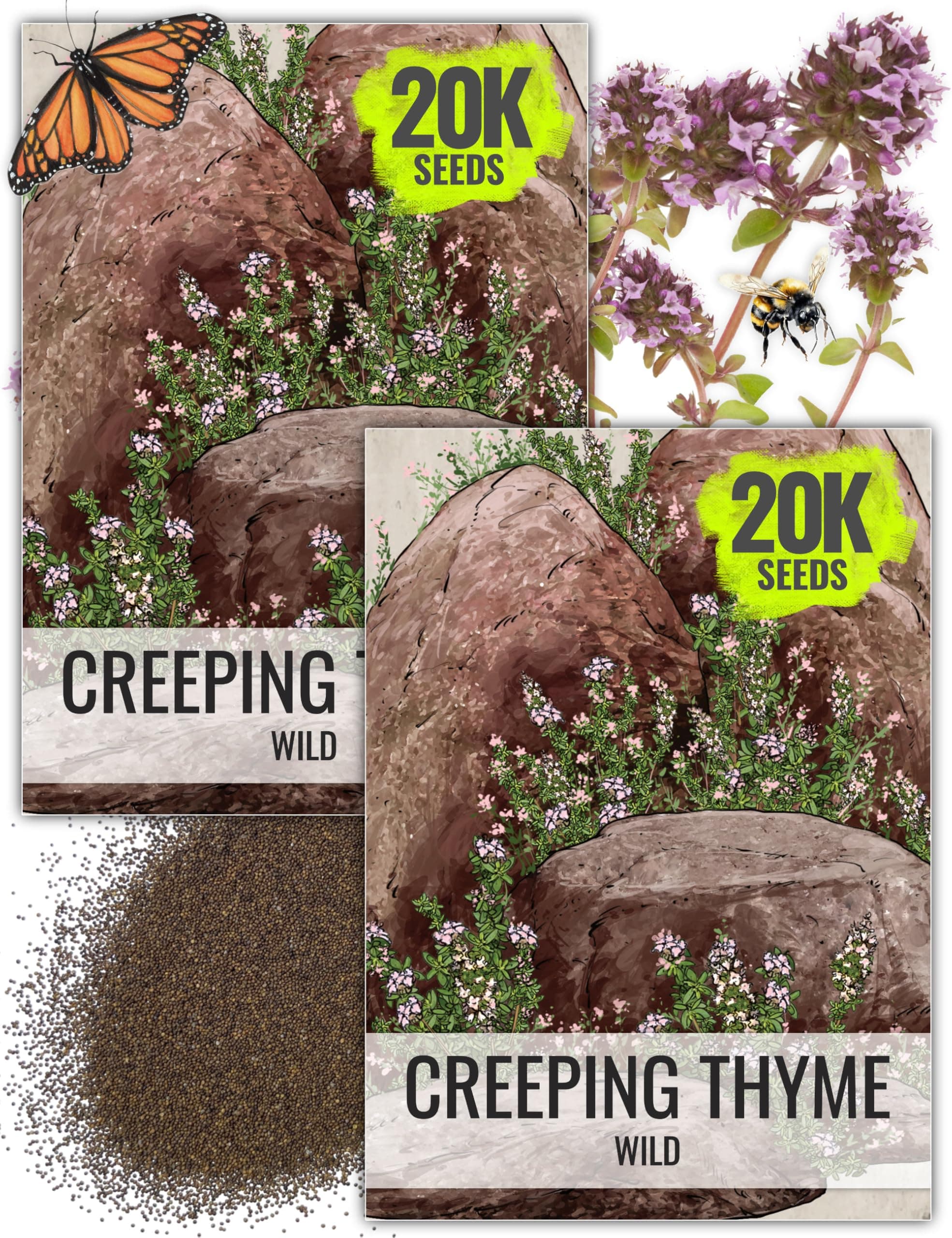 Seed Needs Wild Creeping Thyme Seeds for Planting - Heirloom & Open Pollinated - Attractive Flowering Groundcover for Rock Gardens & Butterfly Gardens (2 Packs)